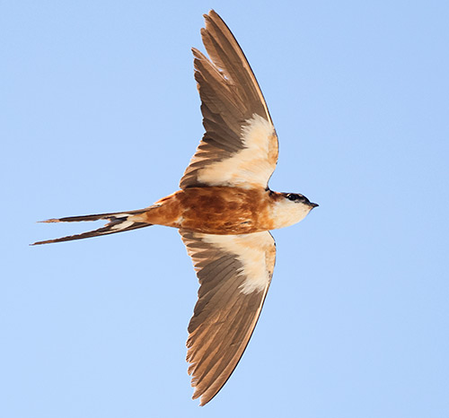 Mosque Swallow in flight